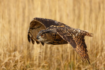 male Eurasian eagle-owl (Bubo bubo) detail of his flight