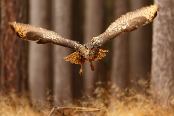 male Eurasian eagle-owl (Bubo bubo) in flight in the spruce forest