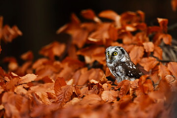 boreal owl or Tengmalm's owl (Aegolius funereus) on a beech tree in orange leaves