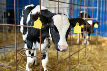 Cute little calf posing inside cowshed. nursery on a farm. Close up of young calf,newborn baby cow.