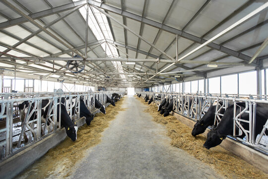 Dairy farm, barn panorama with roof inside and many cows eating hay.