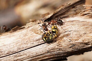 forest ants and a dead wasp