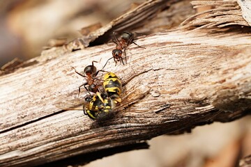 forest ants and a dead wasp