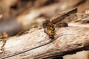 forest ants and a dead wasp