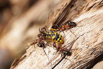 forest ants and a dead wasp