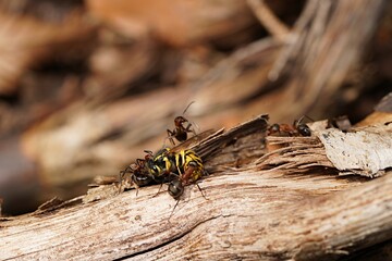 forest ants and a dead wasp