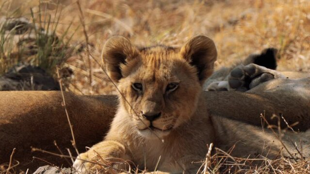 Close up of a Lion cub, Panthera leo, in Kruger National Park, South Africa