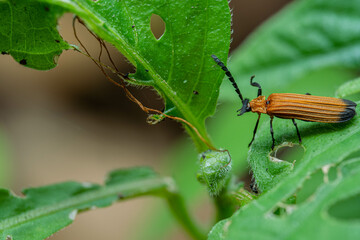 Net-winged beetles on green leaf