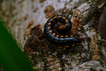 centipede fighting fire ants, in the end this centipede eating alive by fire ants colony