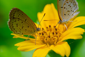 a couple of butterflies sucking fresh nectar on a bright yellow flower