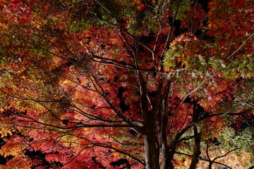 red autumn leaves