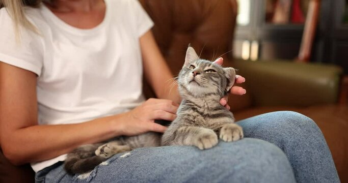 Woman on the couch stroking a gray kitten, close-up