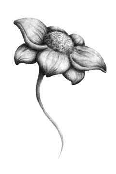 Hand drawn pencil graphite floral set rose. Isolated flower, corner, lineal and circle.