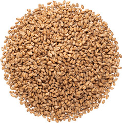 Wheat malt for brewing