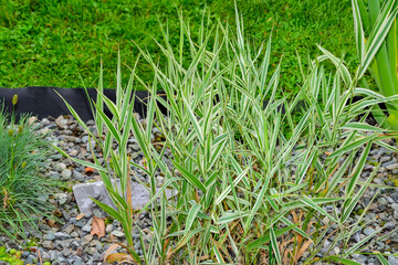 Arrhenatherum elatus 'Variegatum' (grasses) or French ryegrass - ornamental plant with long narrow variegated leaves for garden landscape design. Tall french ryegrass in garden