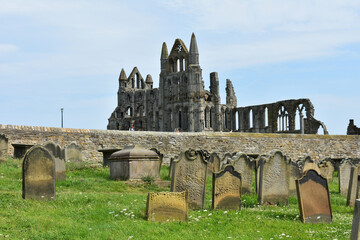 landscape row of headtone,gravestone,tombstone rock walls and ruin of Whitby abbey surround with green meadow and white daisy flower in summer