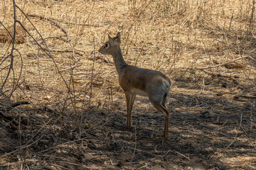 A Dik - dik in Tanzania