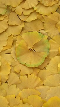 Yellow ginkgo leaves pattern background. Fall season texture. Table spin. Vertical video.