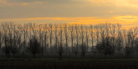 Siulhouettes of bqre poplar trees against the colorful evening sky in the flemish countryside - obrazy, fototapety, plakaty