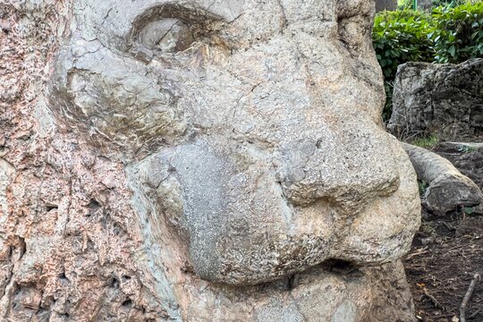 The Lion statue in Ifran, Morocco