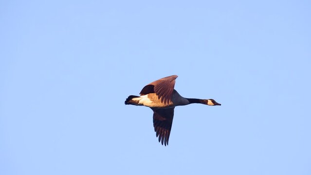 Flock of Canada Geese flying South, migration in Autumn, crystal-clear telephoto slow motion.
