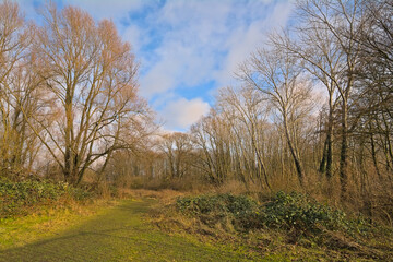Fototapeta premium sunny winter forest iin Durmmeersen nature reserve, Vinderhoute, Flanders, Belgium 