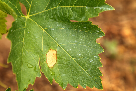Grape disease. Plasmopara viticola on the vine leaf
