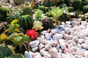 Collection of various cactus and succulent plants on white stone