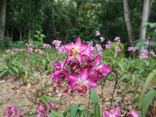 Obraz premium colorful and various kind of orchid are blooming design for