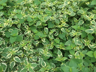 evergreen plants background design for blooming concept