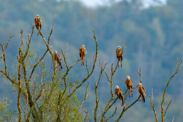 Some Red Kite in a tree