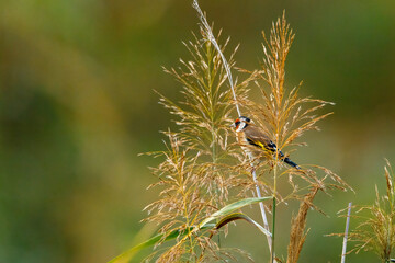 A Goldfinch in the wild