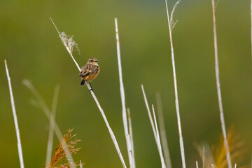 A common european stonechat in the wild