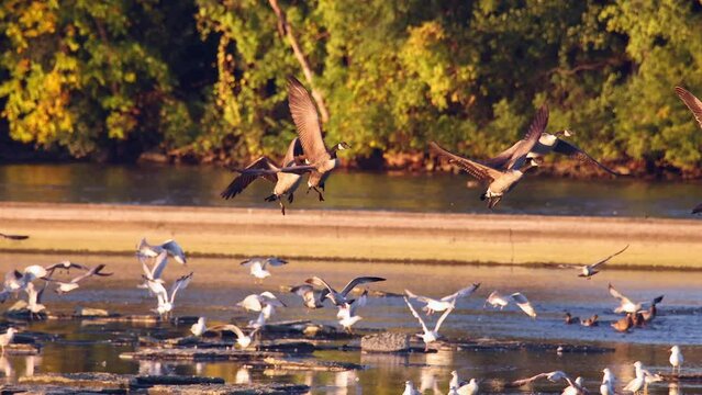 Flock of Canada Geese flying South, migration in Autumn, crystal-clear telephoto slow motion.

