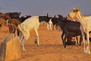 West Africa. Mauritania. Young goats of a small herd, rising high on their hind legs, sort things out on a pasture in the Sahara Desert.