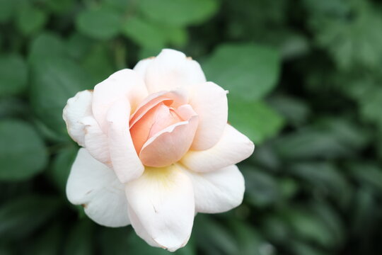 Pink roses in the garden interspersed with white in Singapore.