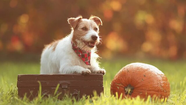 Cute pet dog puppy listening with a pumpkin in autumn. Fall or happy thanksgiving concept.