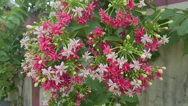 Dutch jasmine flowers (Quisqualis indica) as Chinese honeysuckle, Rangoon Creeper, Combretum indicum red, pink, rose colors in the wind swaying close up