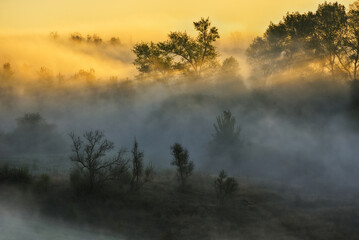 Trees in the Fog. Autumn morning. Nature of Ukraine