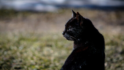 black cat portrait on blurred background