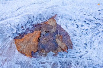 île de France : ice and leaves on river in winter