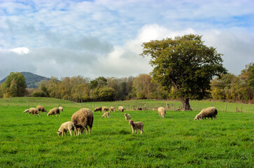brebis et agneaux dans un pré