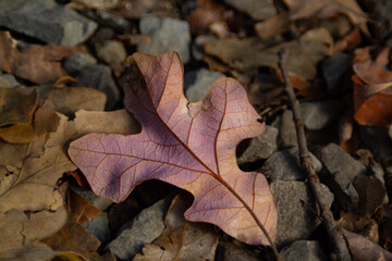 Oak leaf in autumn, pink and orange tints, natural forest floor