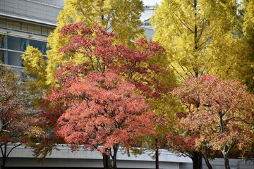 公園の色とりどりの紅葉