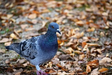 落ち葉と鳩（ハト）