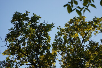 tree with a large green crown on a slope against a blue sky