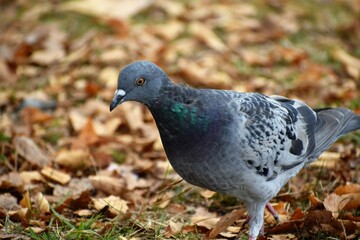 落ち葉と鳩（ハト）