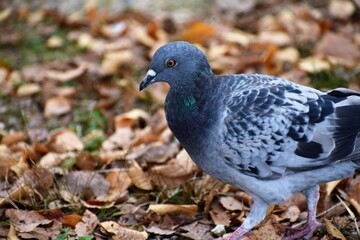落ち葉と鳩（ハト）