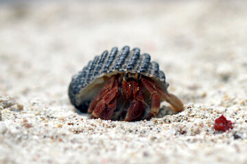 Hermit Crab, Common Name in indonesia is Kelomang