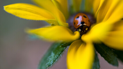 ladybird on yellow flower